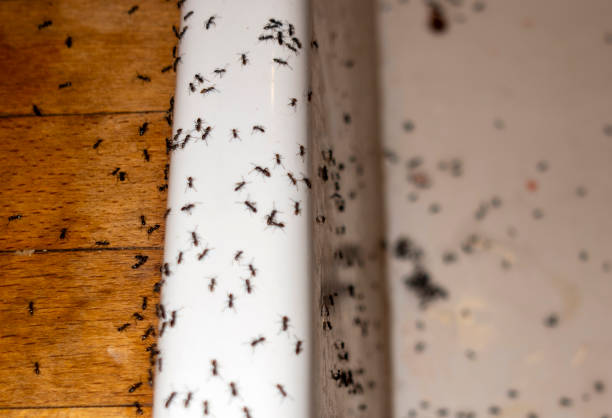Best Insect Control  in Bowleys Quarters, MD
